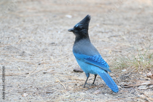青い鳥ステラーカケスとジョンミューアトレイルの絶景。ヨセミテ公園。