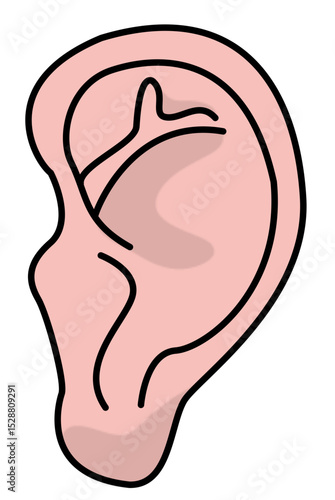 Simple illustration of a human ear anatomy