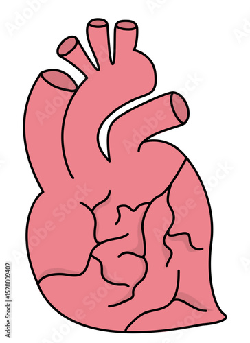 Stylized illustration of a human heart anatomy