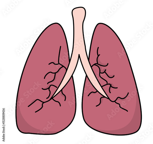 Simple illustration of human lungs and bronchi