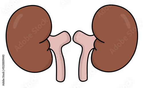 Human kidneys illustration medical diagram