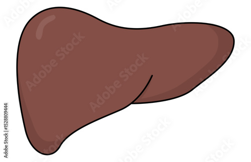 Simple illustration of a human liver organ