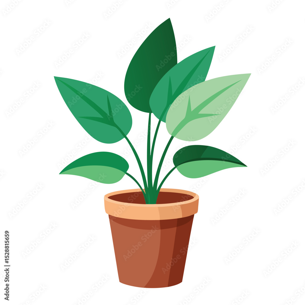 indoor plant on white background indoor plant on white background