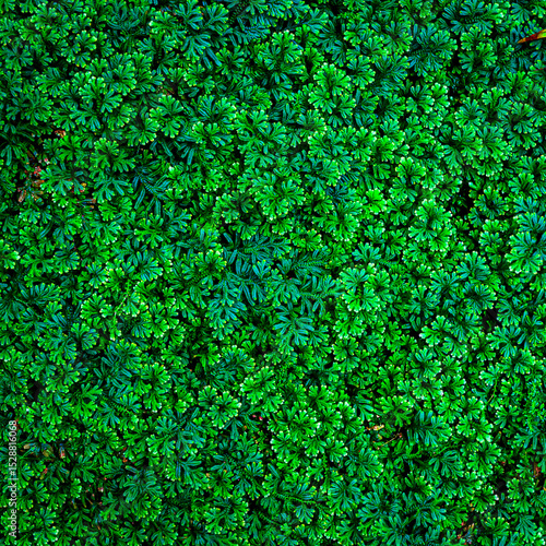 Selaginella apoda クッションモス