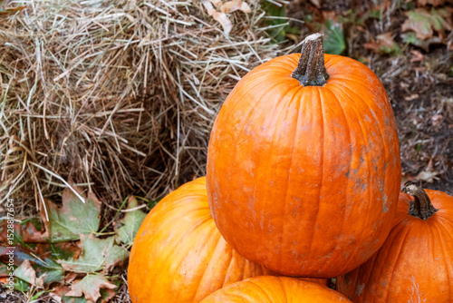 Vibrant autumn scene featuring large orange pumpkins arranged on a rustic backdrop of hay bales. Surrounded by colorful autumn leaves, the setup captures the essence of fall.