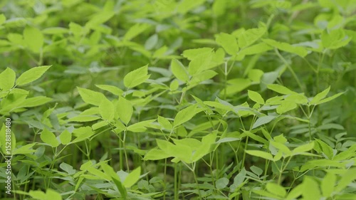 Wallpaper Mural Experiencing the Abundant Beauty of Lush Green Plants in the Natural World Around Us Torontodigital.ca