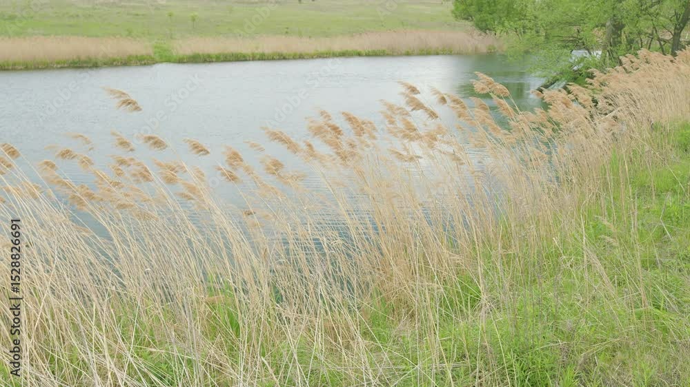 A Serene and Picturesque View of a Grassy Shoreline by a Calm and Tranquil Pond Surrounded by Nature A Serene and Picturesque View of a Grassy Shoreline by a Calm and Tranquil Pond Surrounded by Nature