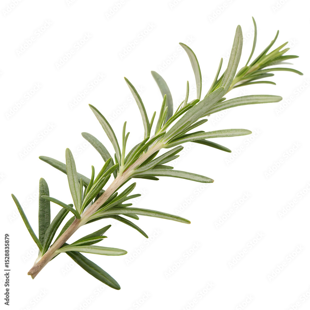 A fresh sprig of rosemary herb isolated on a transparent background A fresh sprig of rosemary herb isolated on a transparent background