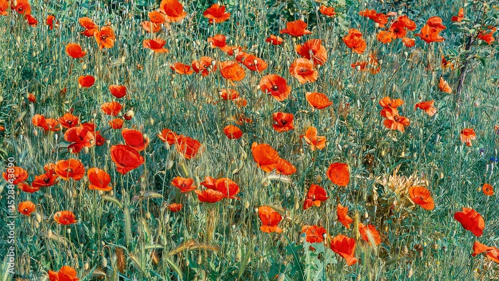 Fototapeta premium Beautiful field filled with bright red poppies in bloom.