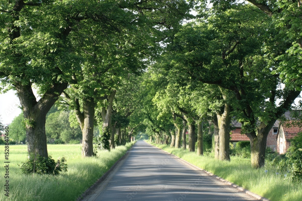 Serene Passage Under Canopy of Verdant Trees Serene Passage Under Canopy of Verdant Trees