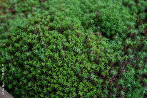 日本庭園に広がる苔の絨毯