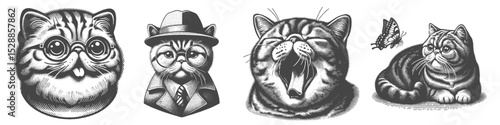 Vintage Hand-Drawn Exotic Shorthair Cat Collection Illustration, Pets Animal Engraved Style Vector for T-Shirts and Whimsical Themes Design