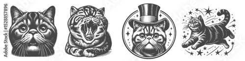 Vintage Hand-Drawn Exotic Shorthair Cat Collection Illustration, Magic Animal Engraved Style Vector for T-Shirts and Fantasy Themes Design