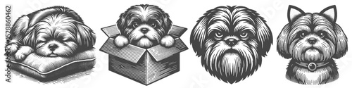 Vintage Hand-Drawn Shih Tzu Dog Collection Illustration, Cozy Pet Engraved Style Vector for T-Shirts and Home Life Themes Design