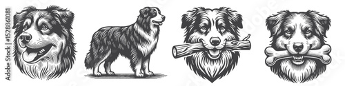 Vintage Hand-Drawn Australian Shepherd Dog Collection Illustration, Pet Animal Engraved Style Vector for T-Shirts and Rustic Themes Design