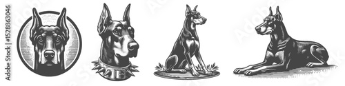 Vintage Hand-Drawn Dog Doberman Collection Illustration, Pets Animal Engraved Style Vector for T-Shirts and Guard Dog Themes Design