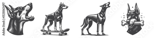 Vintage Hand-Drawn Dog Doberman Collection Illustration, Pets Animal Engraved Style Vector for T-Shirts and Skateboard and Bone Themes Design
