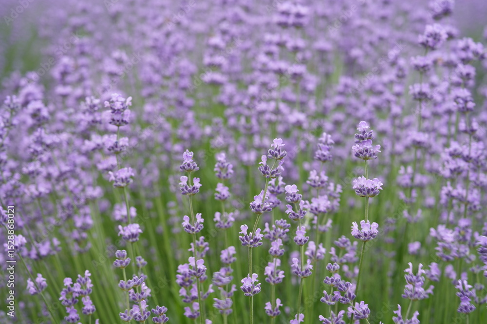 Fototapeta premium Delicately scented lavender blossoms in a peaceful field 