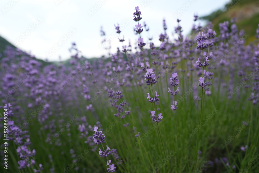 Obraz premium Delicately scented lavender blossoms in a peaceful field 