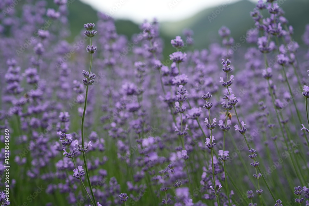 Fototapeta premium Delicately scented lavender blossoms in a peaceful field 
