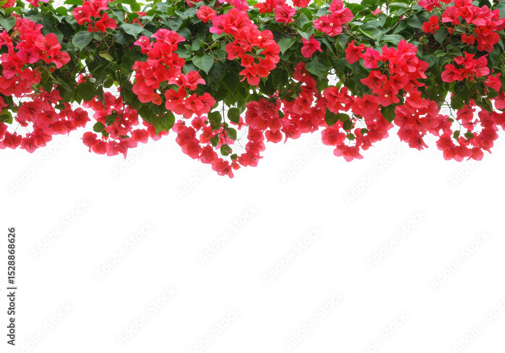 Fototapeta premium Red bougainvillea flowers border isolated on transparent background