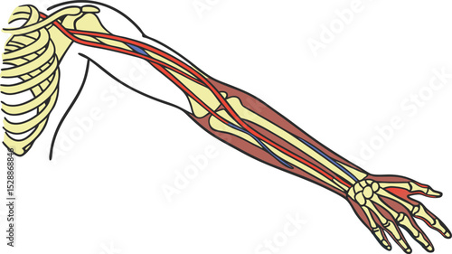 Human Arm Muscles and Bones Diagram