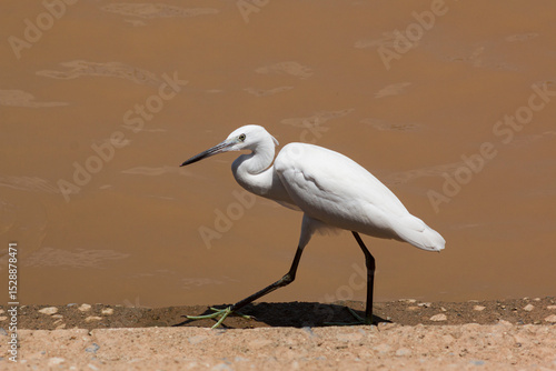 A white egret walks on the steps by the river.