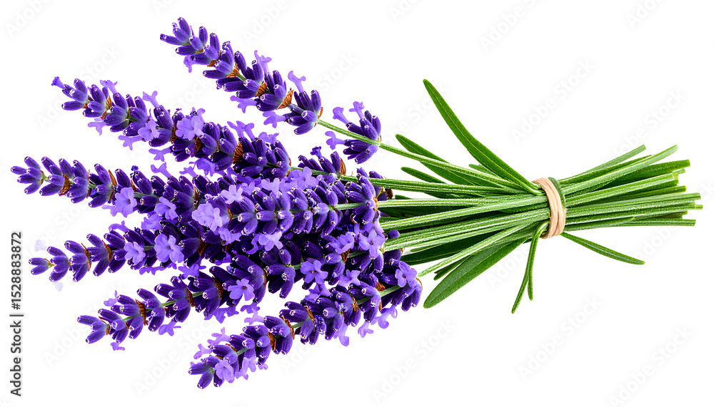 Naklejka premium Elegant Lavender Sprig Transparent Background PNG