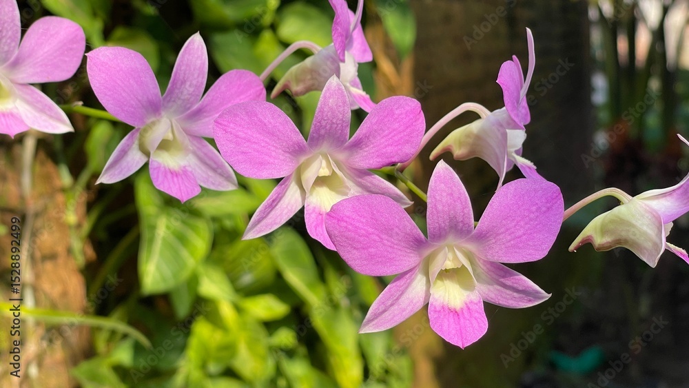 Purple Orchid: Blooming in Silence, Beautiful Without Showing Off” Purple Orchid: Blooming in Silence, Beautiful Without Showing Off”