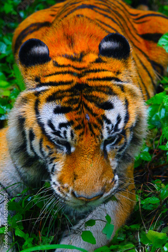 Tiger prowls through dense jungle