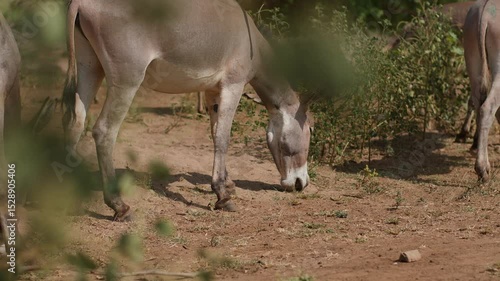 African man drives herd of donkeys along road in remote savannah settlement.