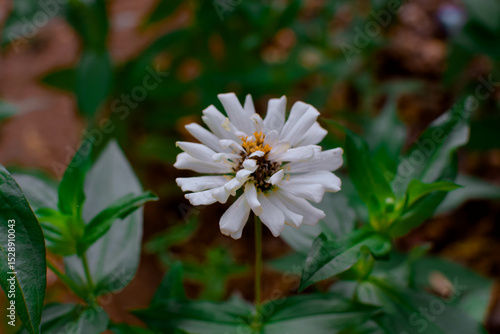 Experience the delicate elegance of nature with this stunning macro photograph of a white Zinnia flower in full bloom. Captured with precision, white Zinnia Flower in Bloom – Macro Photography.