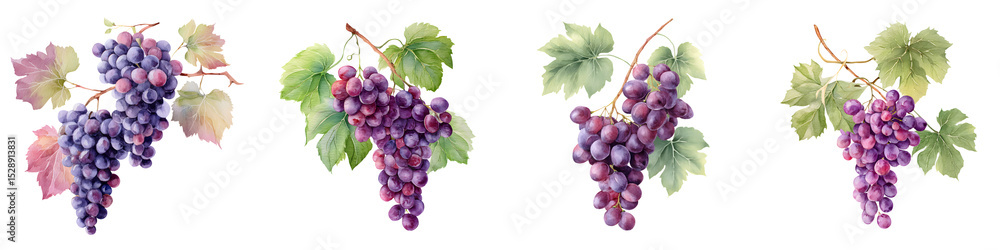 Fototapeta premium Lush purple grape clusters hanging on the vine