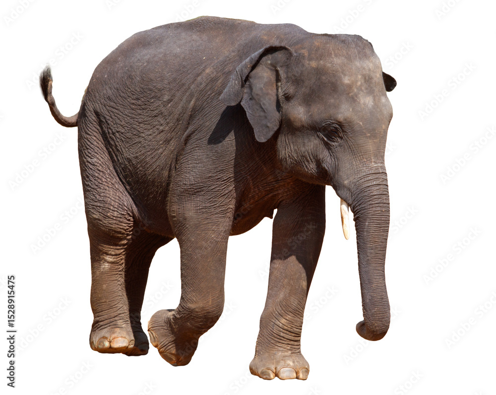Fototapeta premium A baby elephant is walking on a white background