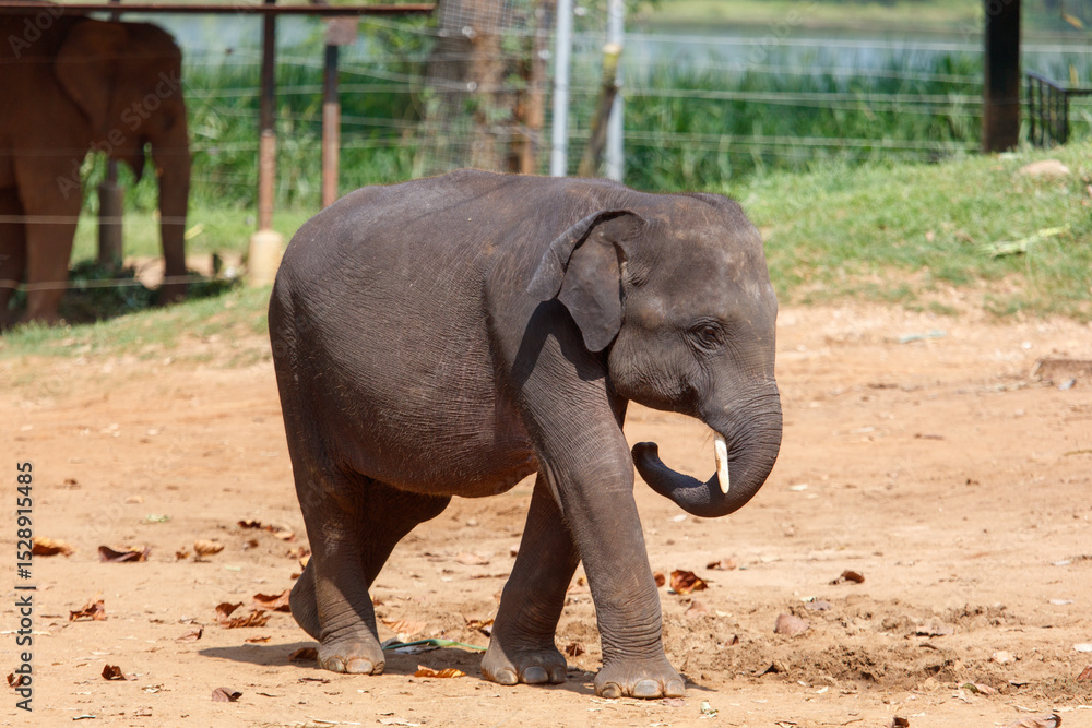 Fototapeta premium A baby elephant walking on a dirt path
