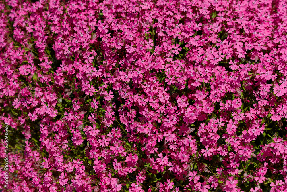 A close up of a pink flower field A close up of a pink flower field