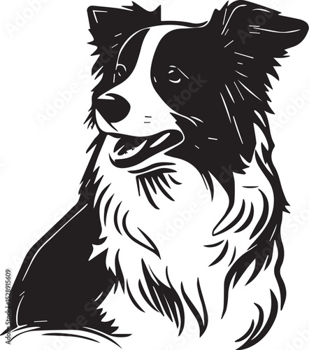 Print Border Collie Dog Sitting and Looking Up Vector Illustration