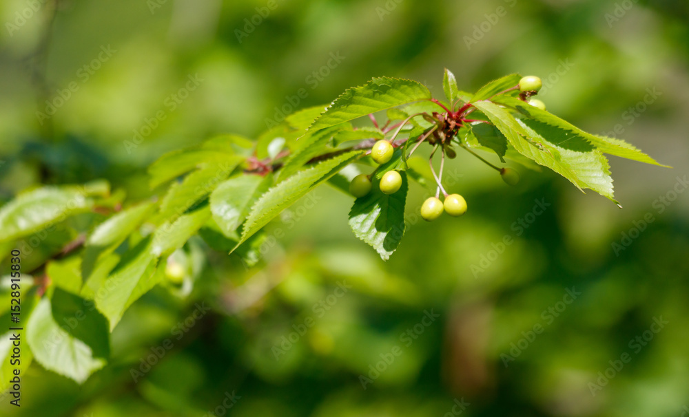 A leafy branch with a few small green fruits on it A leafy branch with a few small green fruits on it