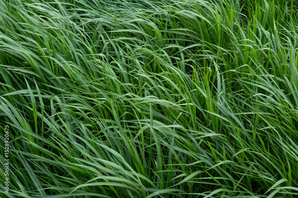 Lush Green Grass Texture Background Lush Green Grass Texture Background