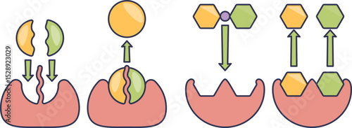 Illustration of enzyme catalysis showing substrate binding and product release.