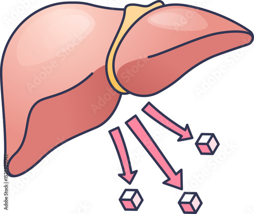 Illustration of liver releasing glucose, symbolizing energy mobilization.