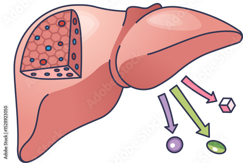 Illustration of liver processing molecules with arrows indicating metabolic pathways.