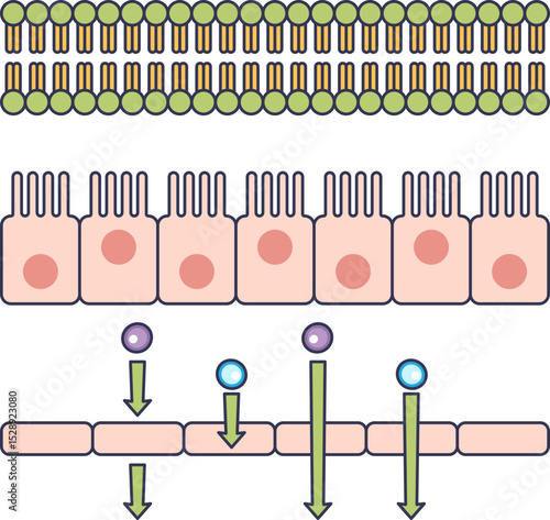Illustration of cell membrane and absorption process, highlighting molecular transport.