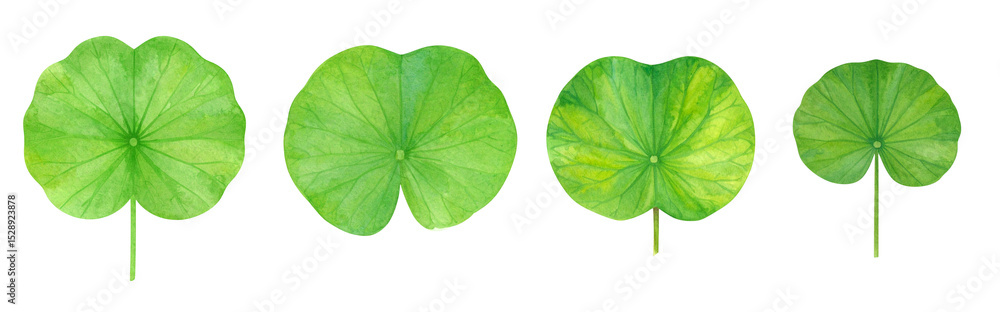 Fototapeta premium A collection of vibrant green leaves displaying various shapes and sizes.