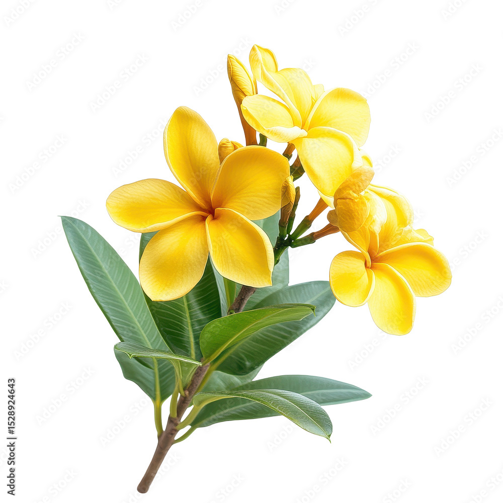 Obraz premium Blooming yellow flowering plant with vibrant petals and lush green leaves, Isolated image a blooming yellow flowering plant on a white background