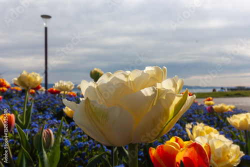 A beautiful close-up of a creamy white tulip takes center stage, its delicate petals softly illuminated against a picturesque spring scene in Langenargen