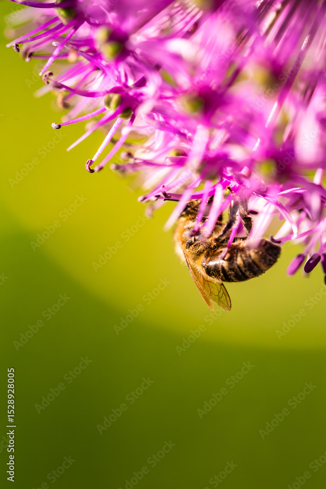 custom made wallpaper toronto digitalThis image shows a detailed closeup of a bee on a beautiful purple flower