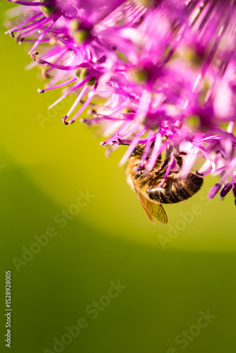 Wallpaper Mural This image shows a detailed closeup of a bee on a beautiful purple flower Torontodigital.ca