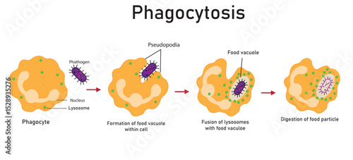 Diagram of phagocytosis showing how the immune system of the human body defends against pathogens through phagocytosis.