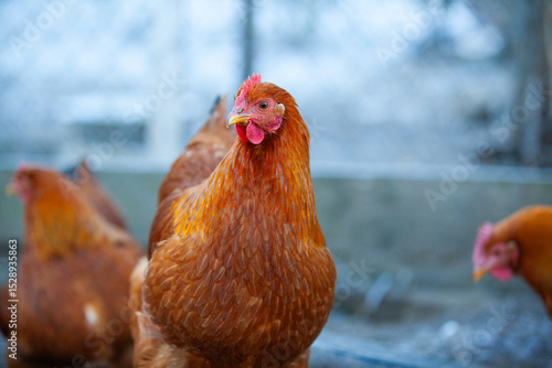 Amazing chicken of New Hampshire Red in winter